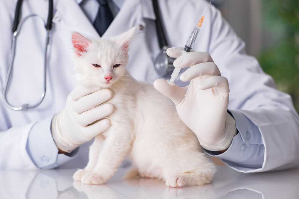 Вакцинация кошек: безопасность и забота о вашем питомце