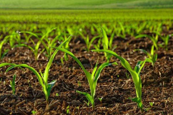 Усиление прироста и защита растений: эффективное действие биокомплекса КОРНЕФИТ + ГАРДЕФИТ